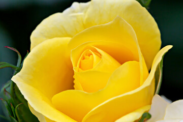 Fresh beautiful yellow rose flower close up