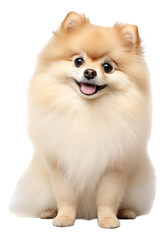 puppy isolated on white background