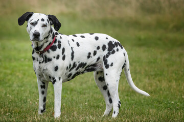 Dalmatian Dog standing and looking towards the camera in a forest