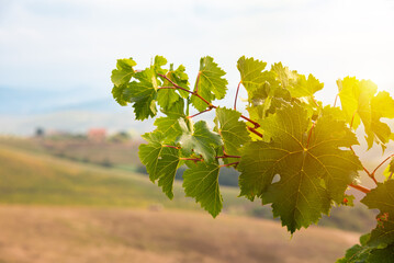 Vine branches and leaves in vineyard