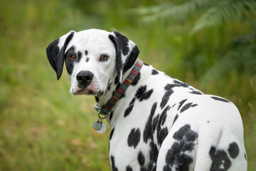 Young Dalmatian Dog standing and looking back towards the camera in a field