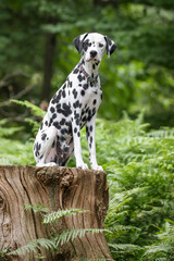 Young Dalmatian Dog sitting up on a tree stump in the forest