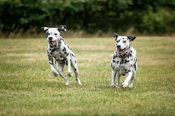 Two Dalmatian Dogs running from right to left in a field