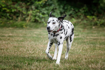 Dalmatian Dog running from right to left with black ears up