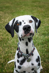 Young Dalmatian Dog close up looking at the camera