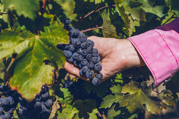 Farm owners take bunches of grapes and use them to make wine in their vineyards.
