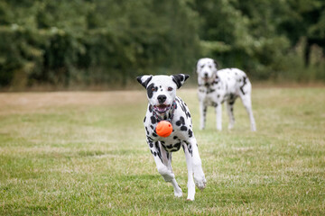Young Dalmatian Dog running after his ball with another Dalmatian watching