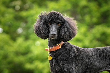 Black Standard Poodle portrait with bokeh behind in a forest
