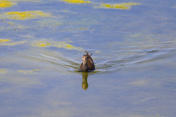 A young common moorhen swimming on a lake