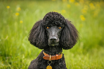 Black Standard Poodle head and shoulders in a meadow of yellow flowers