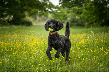 Black Standard Poodle leaping with a ball in her mouth in a meadow of yellow flowers