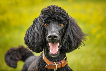 Black Standard Poodle close up in a meadow of yellow flowers with a very happy face