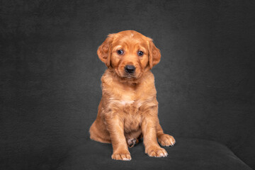 Golden Retriever Puppy sitting in a studio portrait with black fine art background