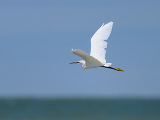 Fototapeta na wymiar A Little Egret flying over the beach