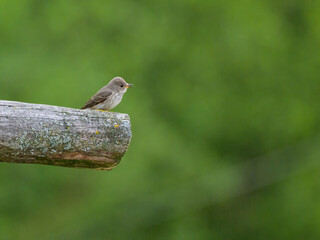 A Spotted Flycatcher sitting on a roof