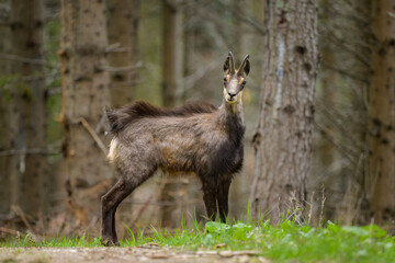 Naklejka na ściany i meble A chamois standing in a forest in the Austrian Alps