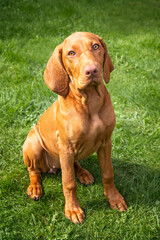 Vizsla puppy dog sitting looking up towards the camera in the garden