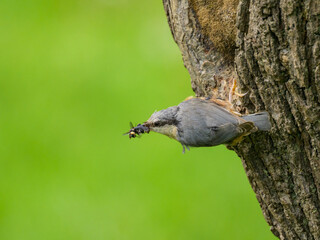 A Eurasian Nuthatch sitting on a tree