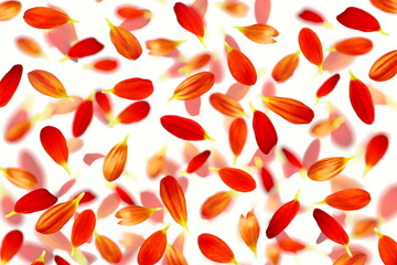  colorful flowers petals itexture isolated arrangements design for love,valentine,wedding,marriage,anniversary,romantic,celebration,card,nature,holiday,web related concept,white background