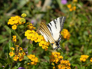 Swallowtail butterfly (Iphiclides podalirius) drinks nectar and pollinates blooming yellow hedge flowers (lantana depressa). Super macro. Extreme close-up. Organic BIO farming, back to nature concept.