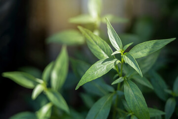 Andrographis paniculata Burm king of bitters herbs. the cold medicine group. Has traditional Thai medical properties relieve sore throat, reduce fever help protect and treat corona virus or covid19.
