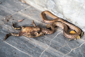 Banded kukri snake that is trying to eat a dead toad on the tiled floor on the porch.