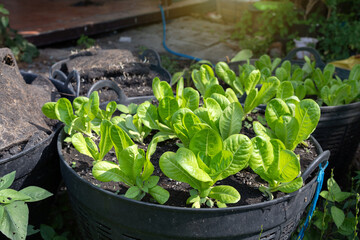 Backyard vegetable garden. Cos Lettuce grown in large plastic baskets made from recycled soil mix.