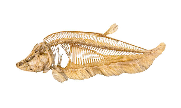 Fish skeleton bone of Clown featherback or Clown knifefish isolated on white background.