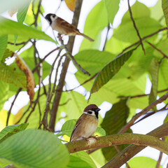 woodpecker on tree