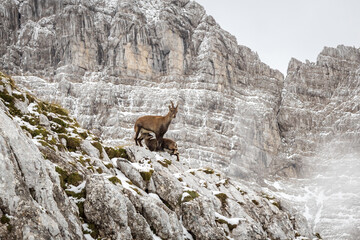 Alpine Ibex Family - Baby of Capra Ibex Milking from Its  Mother in High Mountain Environment of...