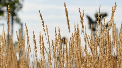 Close up of an ornamental cereal plant field (calamagrostis stricta, known as slim-stem small reed grass or narrow small-reed) against the sky
