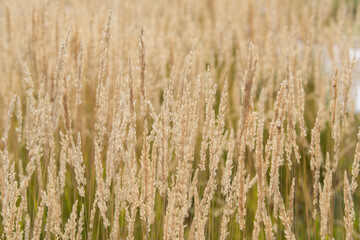 Close up of an ornamental cereal plant field (calamagrostis stricta, known as slim-stem small reed grass or narrow small-reed) with blurred background