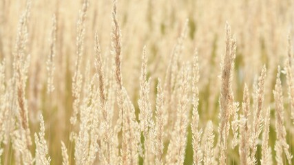 Obraz premium Close up of an ornamental cereal plant field (calamagrostis stricta, known as slim-stem small reed grass or narrow small-reed) with blurred background