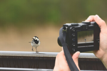 Funny bird dancing and posing to young wildlife photographer