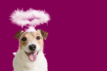 Cute smiling dog with halo of angel against solid color purple background. Love and care concept. - obrazy, fototapety, plakaty