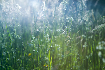 Fresh green grass field on blurred bokeh background. Soft focus. Beautiful sunlight spring or summer lawn. Spring or summer season nature landscape. Natural green grass texture