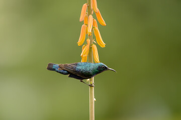 The purple sunbird is a small bird in the sunbird family found mainly in South and Southeast Asia...