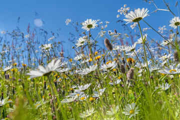 Chamomile flower field. Camomile in the nature. Field of camomiles at sunny day at nature. Camomile...