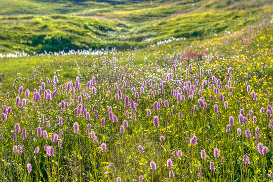 Beautiful flowers of the Bistorta Officinalis in bloom in the Swiss Alps. Blossoms of Bistorta Officinalis (Persicaria Bistorta), known as bistort, common bistort, European bistort or meadow bistort