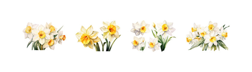 Watercolor narcissus clipart for graphic resources. Vector illustration design. - obrazy, fototapety, plakaty