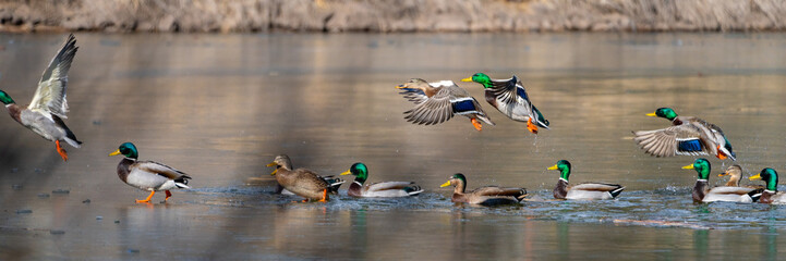Wild Ducks and Waterfowl in Northern Arizona. Birds stopping through for winter.