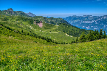 View of idyllic mountain scenery in the Alps with fresh green meadows in bloom on a beautiful sunny day in springtime. Hiking trail in Flumserberg region in Swiss Alps, Switzerland 