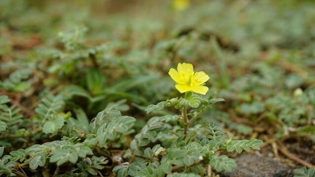 flower of Tribulus cistoides Kingston buttercup, Burnut, Large yellow caltrop, Pagode, Kill Bukra