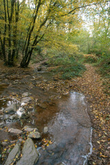 Ruisseau mouillu croute, Légende de Merlin, Forêt de Brocéliande, 56, Morbihan, France