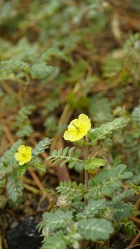 flower of Tribulus cistoides Kingston buttercup, Burnut, Large yellow caltrop, Pagode, Kill Bukra