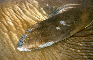 Eléphant de mer, Mirounga leonina,  Iles Falkland, Malouines