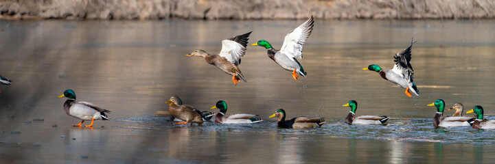 Wild Ducks and Waterfowl in Northern Arizona. Birds stopping through for winter.