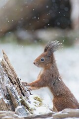 Naklejka na ściany i meble Cute Eurasian red squirrel (Sciurus vulgaris) in winter snowfall, her body covered in snowflakes 