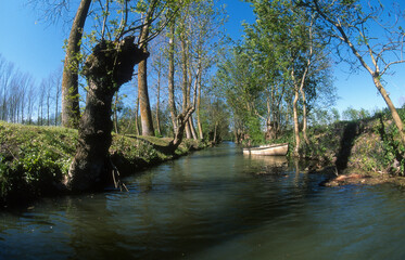 Fraximus excelsior, Fréne commun , taille tétard, Marais Poitevin , 85, France
