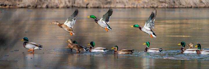 Wild Ducks and Waterfowl in Northern Arizona. Birds stopping through for winter.